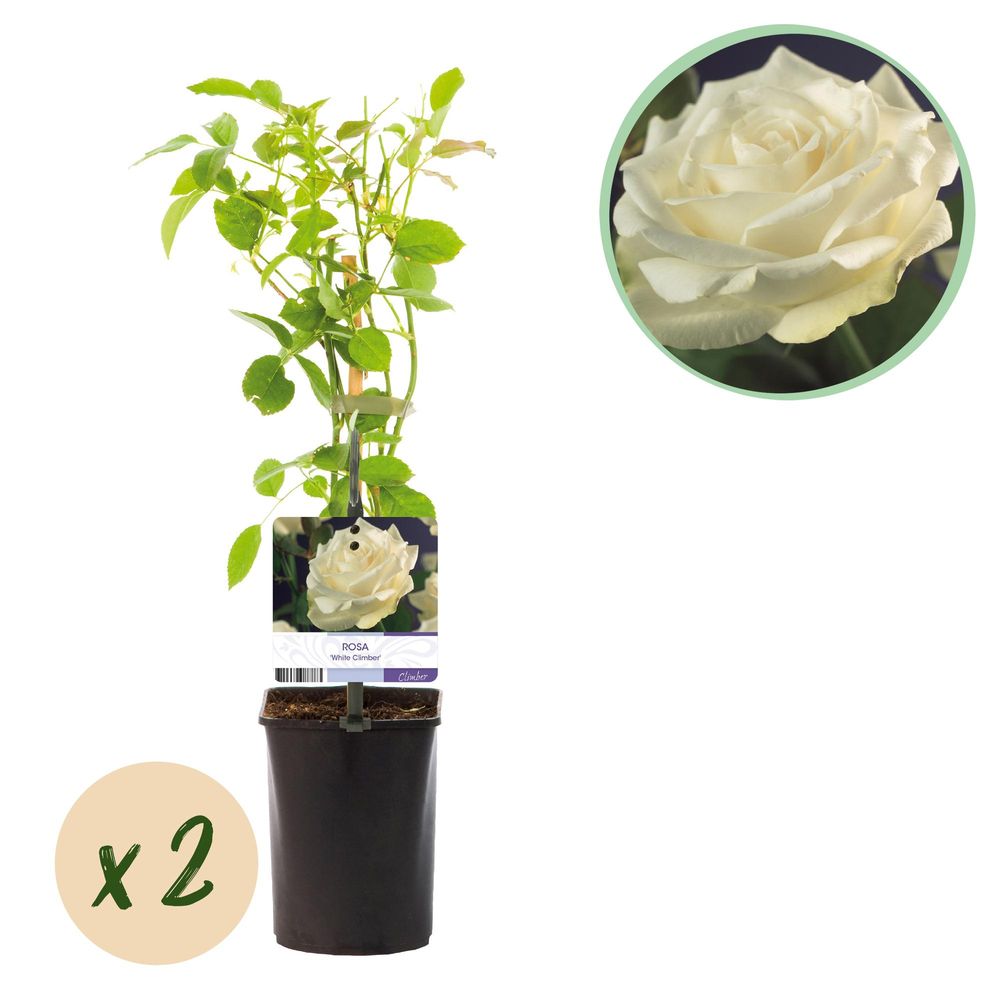 Rosier grimpant - lot de 2 - pot 11 cm - hauteur 40 cm