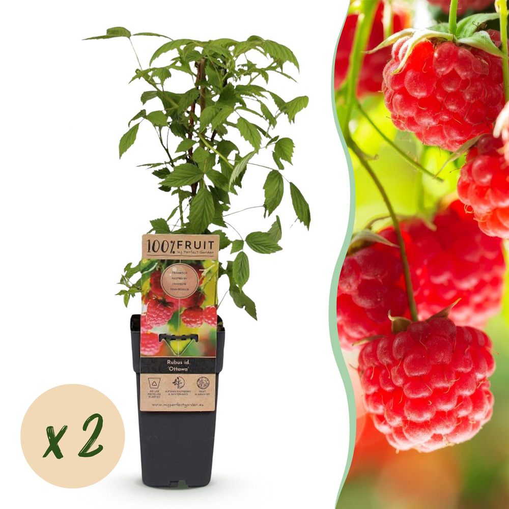 Framboisier 'ottawa' - pot 15 cm - hauteur 50 cm