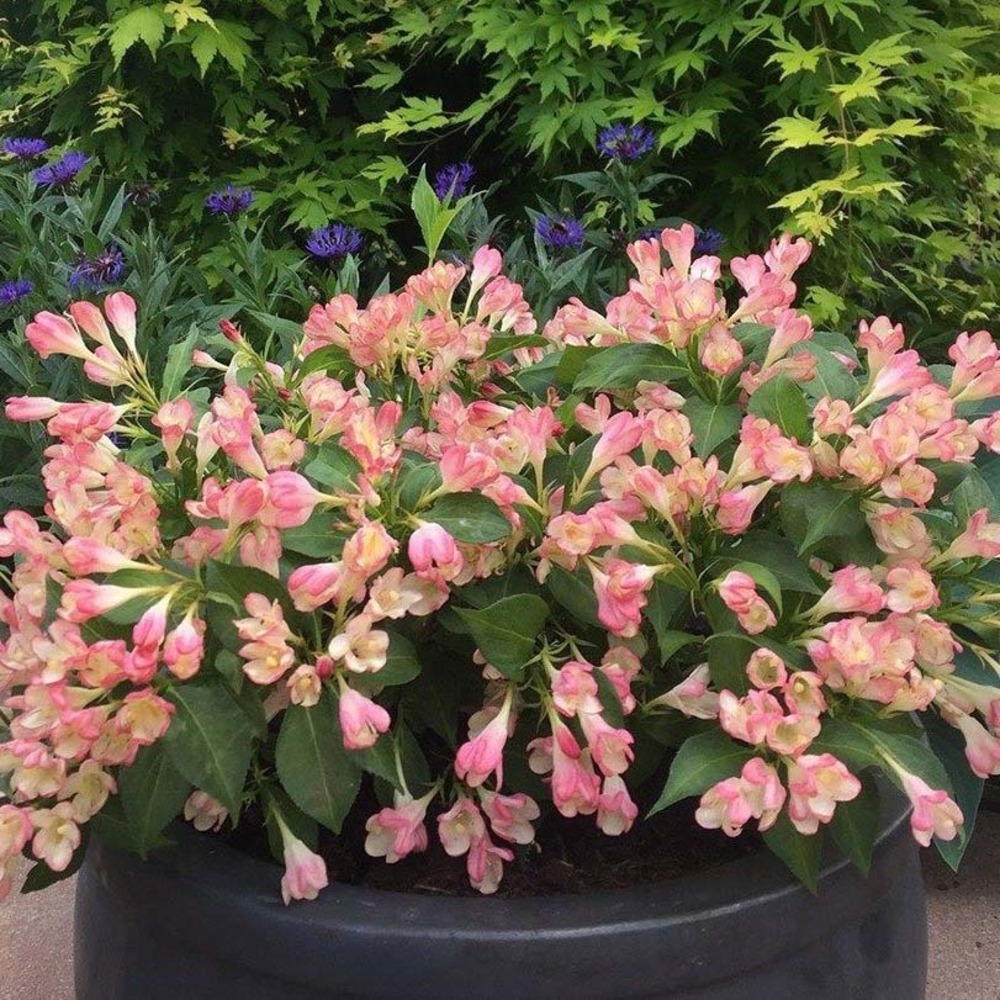 Weigela 'all summer peach' pot de 3l/4l
