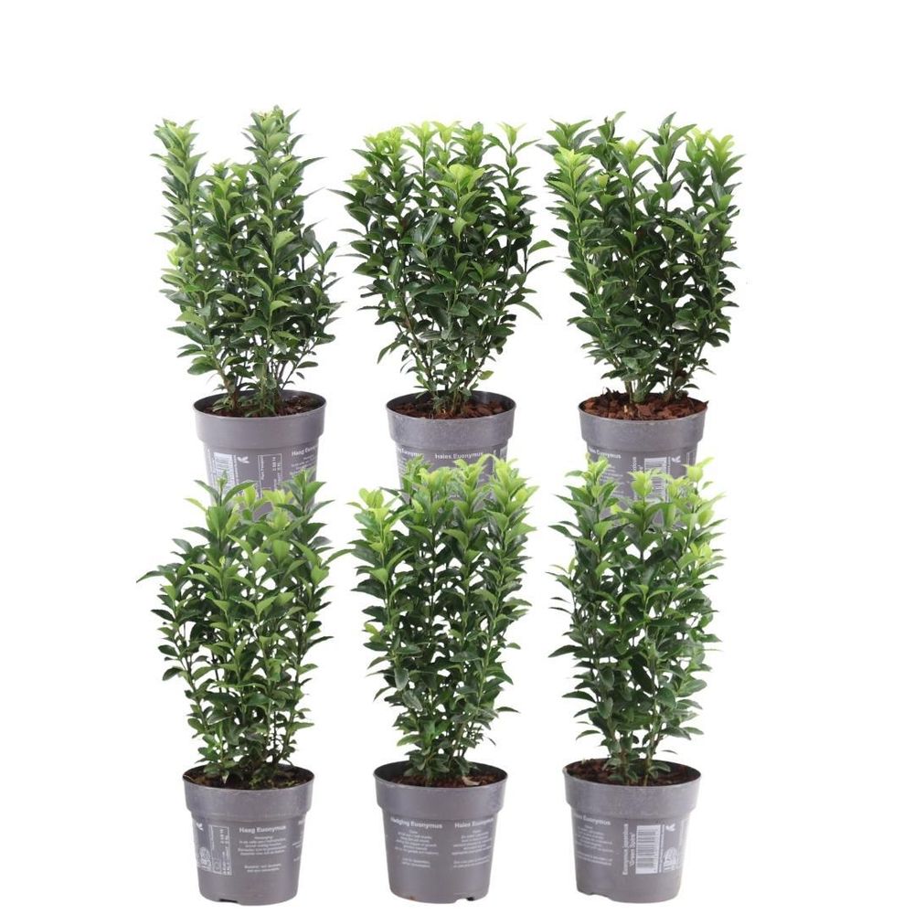 Haie de fusain - euonymus japonicus 'green spire' - lot de 6 - ↕25cm - plante d’extérieur