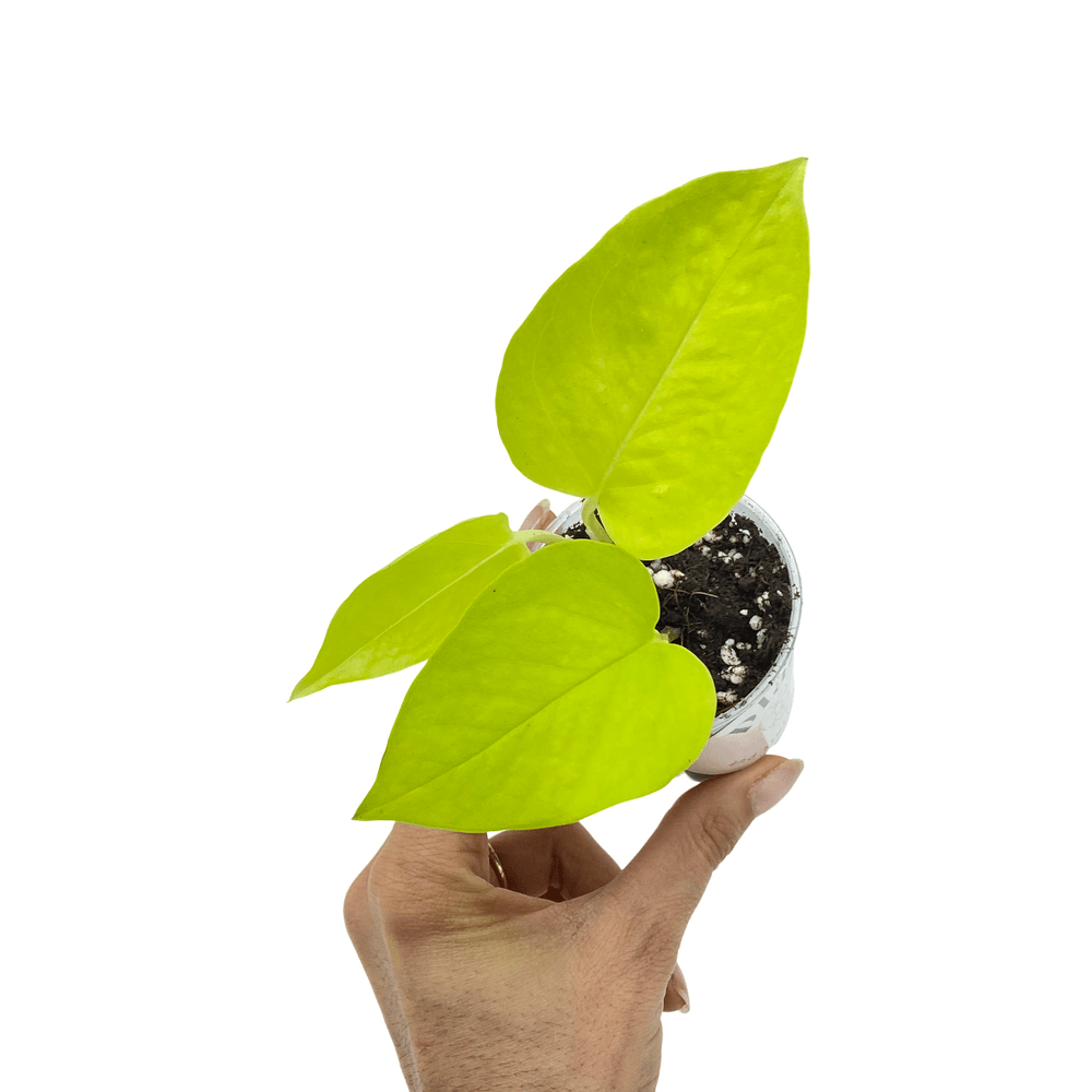 Epipremnum néon - pot de 6cm - plantes d'intérieur
