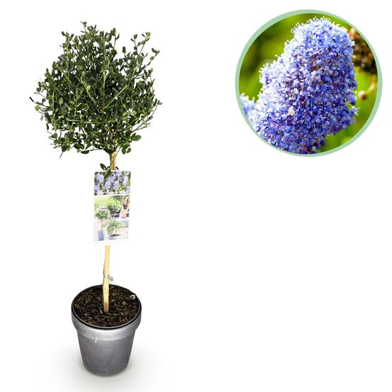 Céanothe victoria - pot 19 cm - hauteur 90 cm - plante d'extérieur