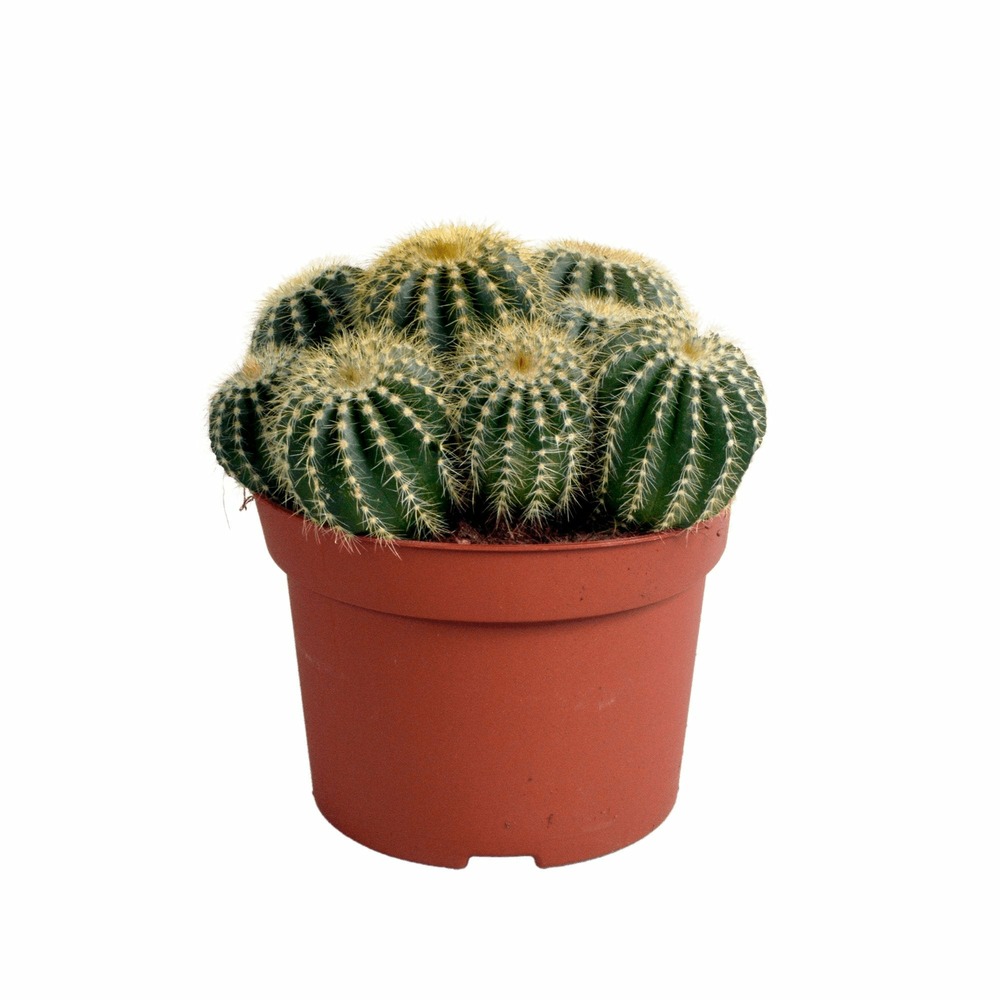 Parodia warasii - cactus d'intérieur