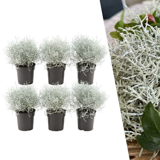 6x calocephalus argenté