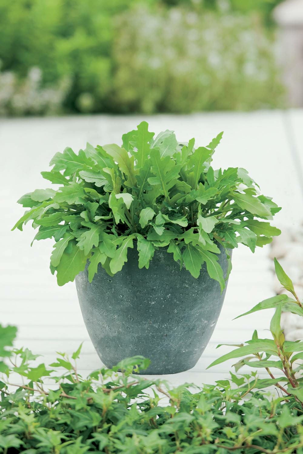 Salade roquette - 3 g