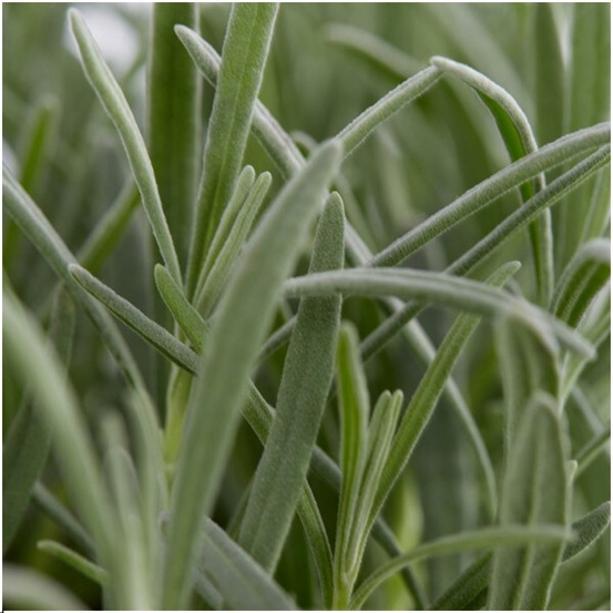 Lavande angustifolia x 12