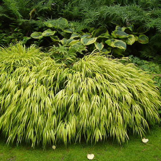 Herbe du japon 'aureola' pot de 2l/3l