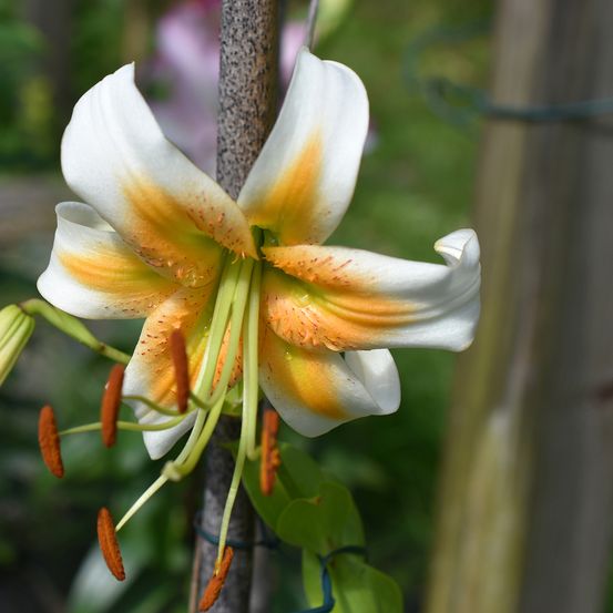Lis de henryi 'lady alice' bulbe calibre 16/18