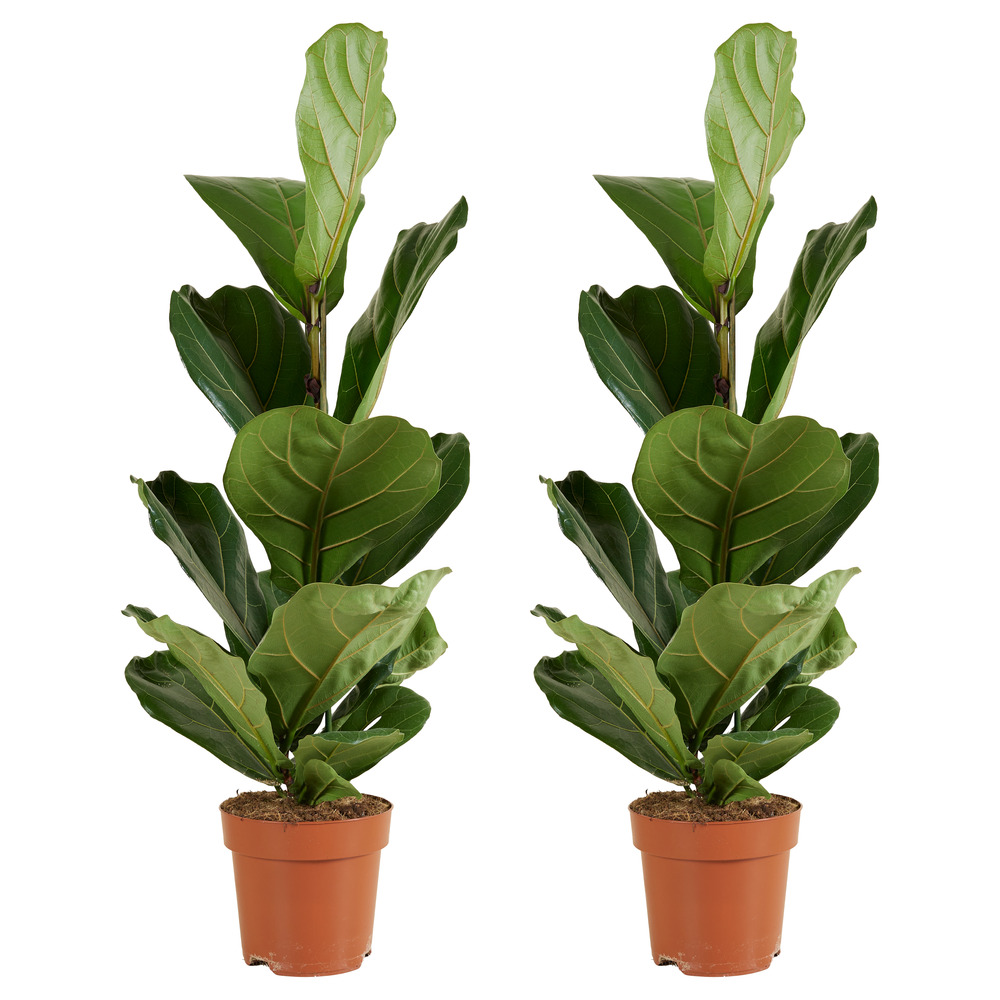 Lot de 2 - ficus lyrata - plante à feuilles de violon - 80-100 cm de haut - pot 21 cm