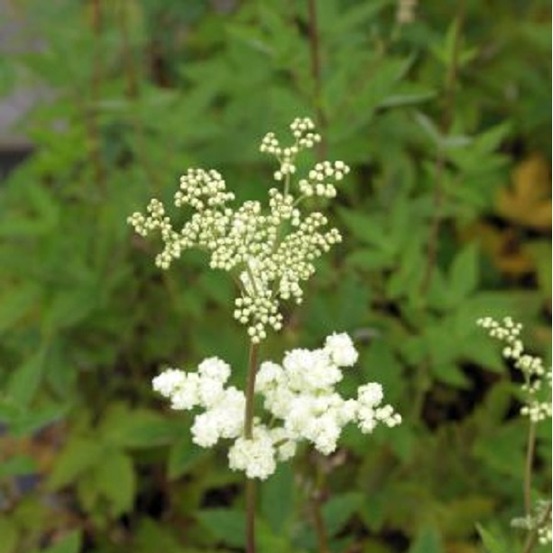 6 x reine des près - filipendula ulmaria 'plena' - godet 9cm x 9cm