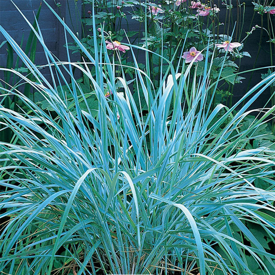 Blé d'azur godet de 8/9 cm