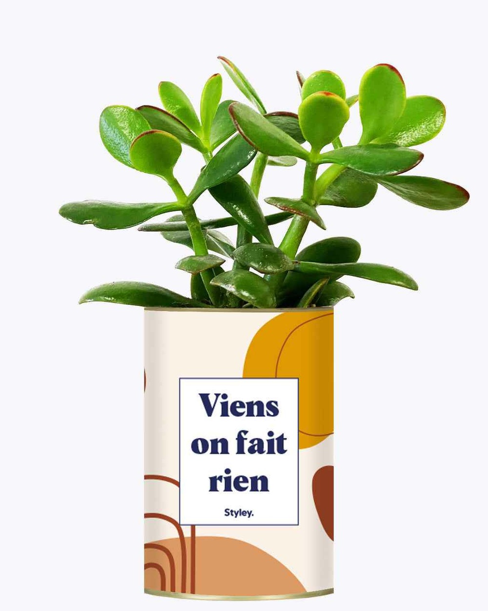 Idée cadeau - viens on fait rien - cactus