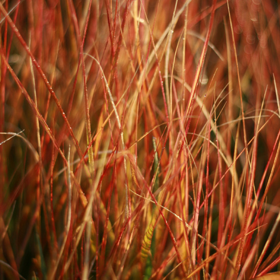 Stipa arundinacea godet de 8/9 cm
