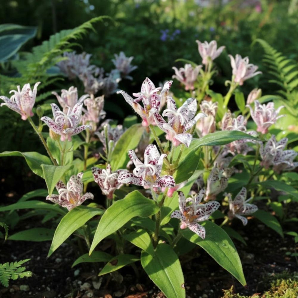 Lis orchidée miyazaki, tricyrtis lot de 5 godets