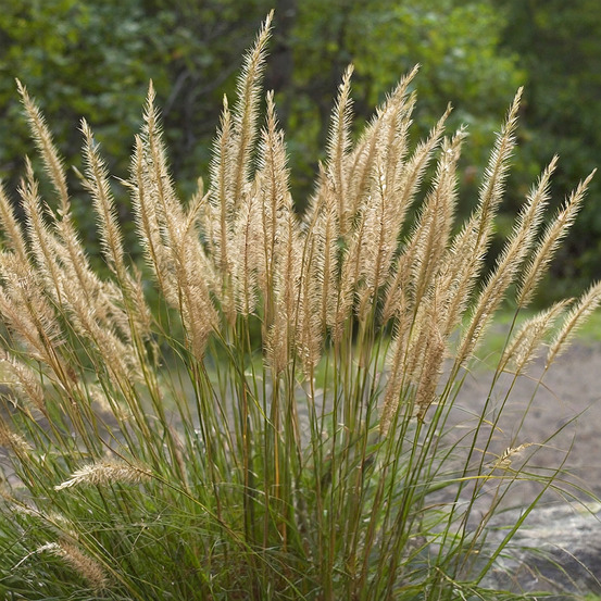Stipa calamagrostis allgau godet de 8/9 cm