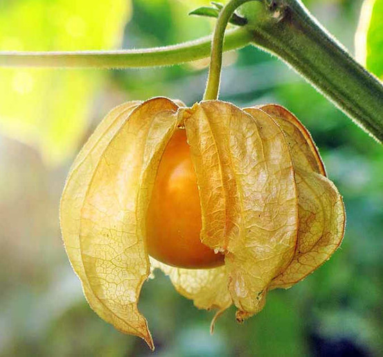 Physalis peruviana (coqueret du pérou, groseille du cap) pot de 2 litres - 30/50 cm