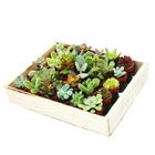 Mini succulentes 3,5cm pot - boîte en bois avec 30 plantes
