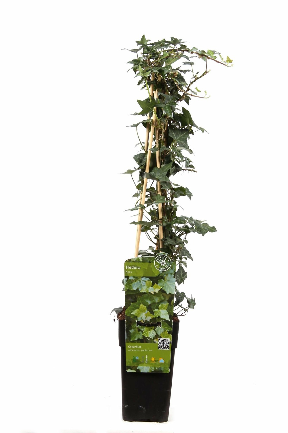Hedera helix - h65 cm - ø15 cm