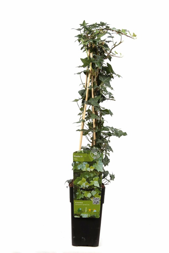 Hedera helix - h65 cm - ø15 cm