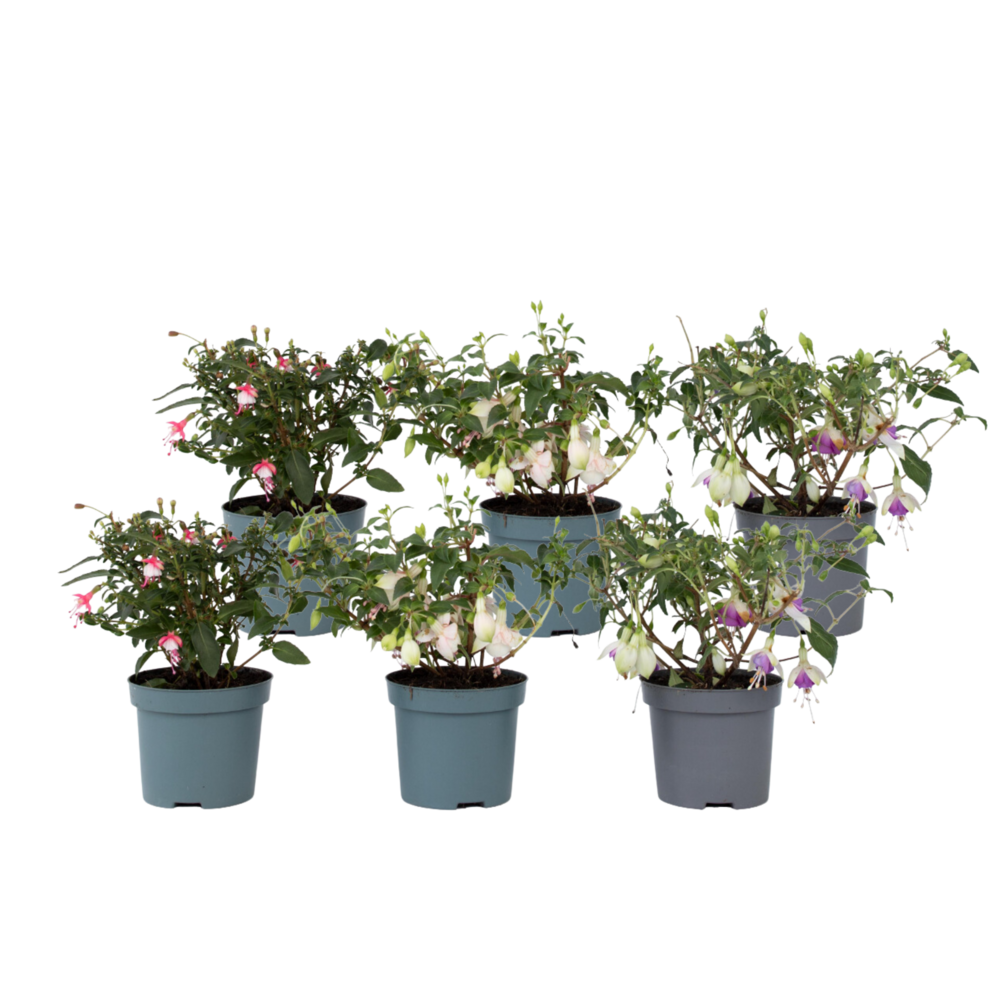 Fuchsia pleureur - set de 6 - fuchsia magellanica - hauteur 10-20cm - ⌀9cm
