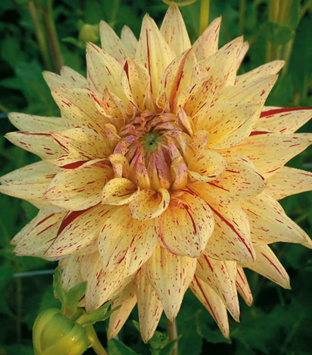Dahlia deco hy pimento