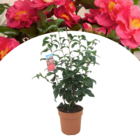 Camellia japonica - plante vivace - rose japonaise - plante de jardin - pot 19cm - hauteur 60-70cm