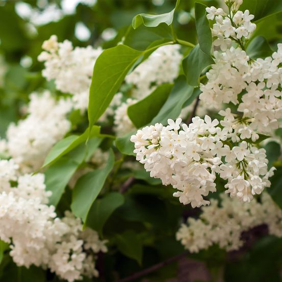 Lilas commun - syringa vulgaris comtesse d'harcourt pot de 4l/5l