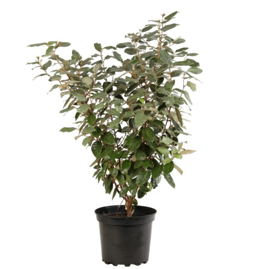 Chalef - elaeagnus ebbingei 80cm en pot