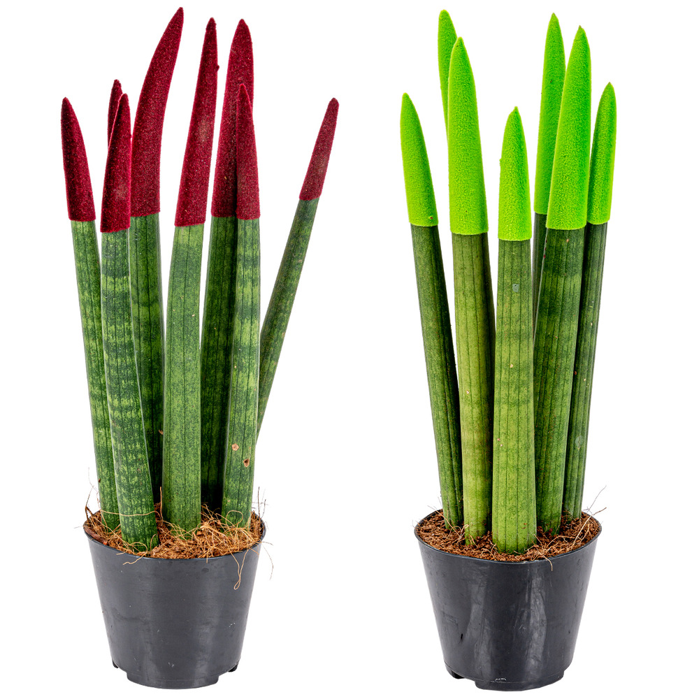 Lot de 2 - sansevieria velvet touch - langue de belle-mère - 20-30 cm de haut - pot 9 cm