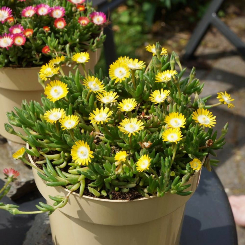 Delosperma jewel of desert peridott®, pourpier vivace lot de 5 godets