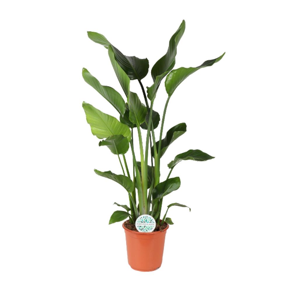 Strelitzia nicolai - ø24cm - ↕110cm - plantes d'intérieur