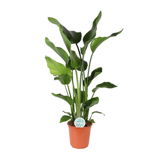 Strelitzia nicolai - ø24cm - ↕110cm - plantes d'intérieur