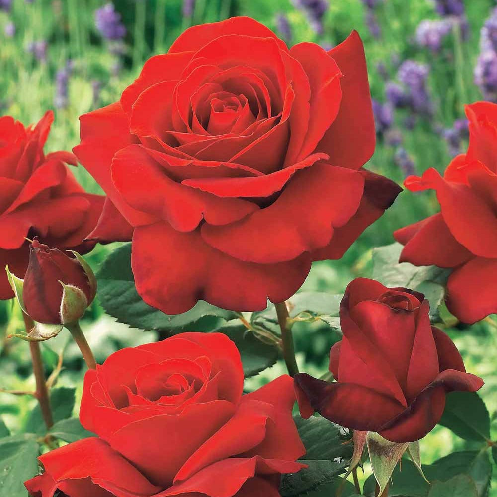 Rosier buisson la magie du parfum - duftzauber 84 - la pièce en racine nue / 3+ branches, vendu par lot de 2