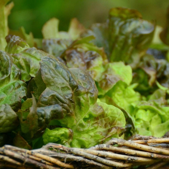 Graines de laitue pommée reine de mai de pleine terre - vilmorin sachet