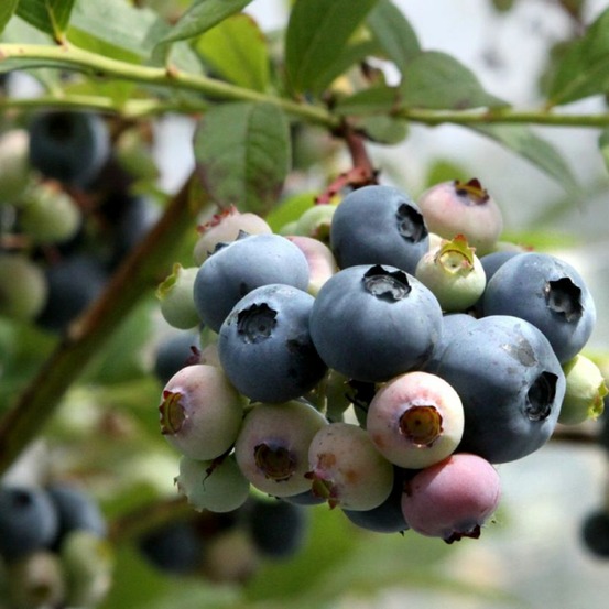 Myrtille d'amérique 'blue dessert' pot de 3l/4l, touffe