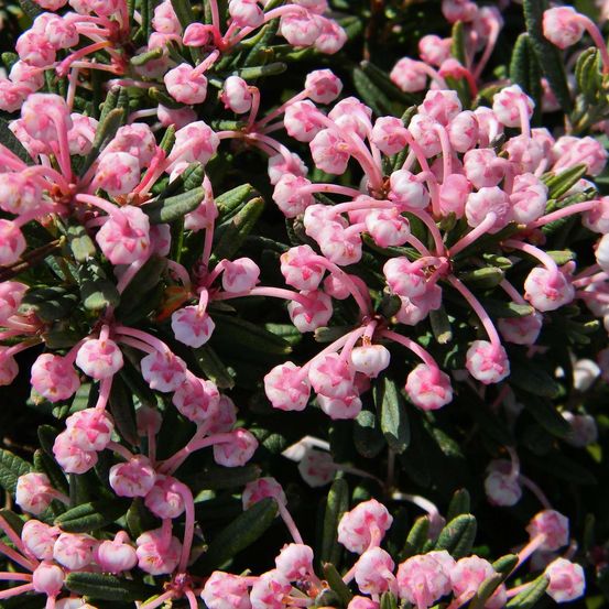 Andromède à feuilles de podium 'blue lagoon' pot de 2l/3l