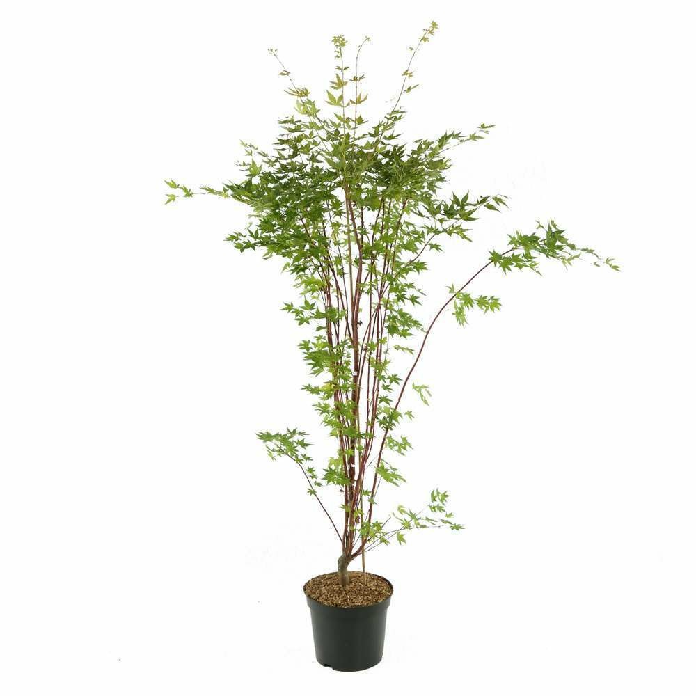 Acer palmatum 'sango kaku' : conteneur 10 litres