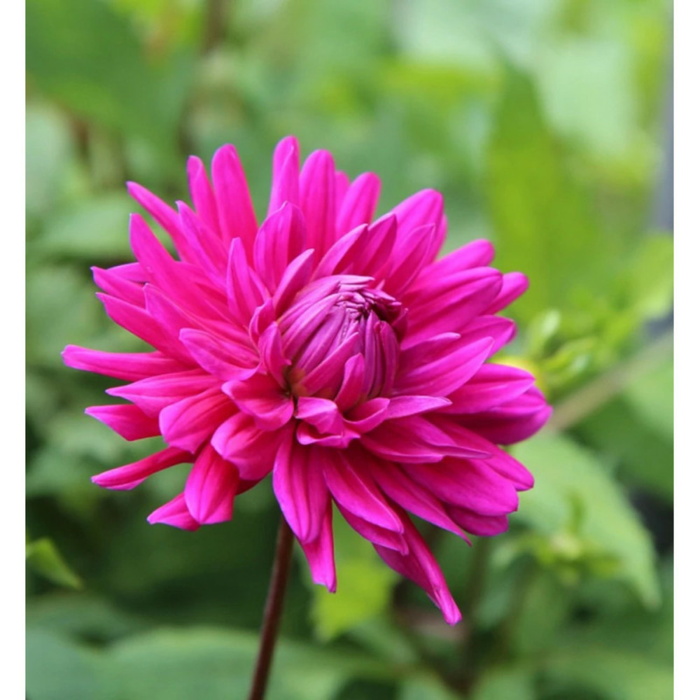 Bulbe de dahlia décoratif nain cointreaupolitain sachet de 1 bulbe