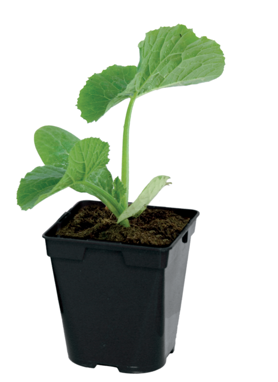 Plant de courge spaghetti tivoli f1 pot 0,5 l