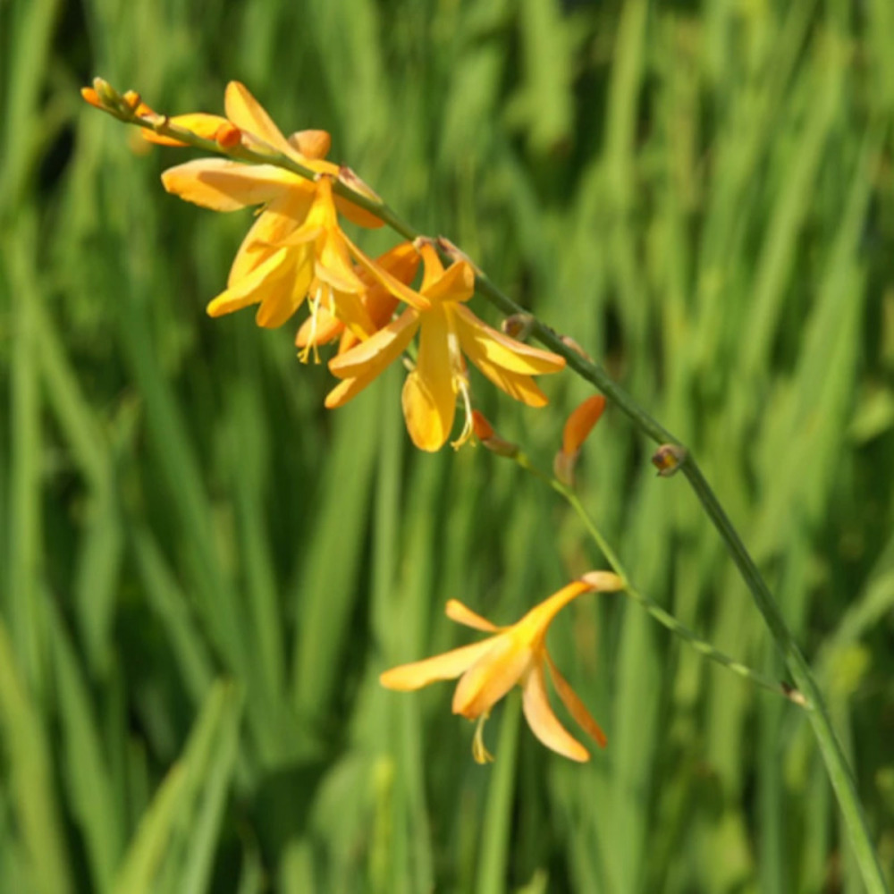 Crocosmia george davidson lot de 5 godets