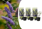 Arbustes à papillons - buddleja violet - set de 3 - pot 9cm - hauteur 25-40cm