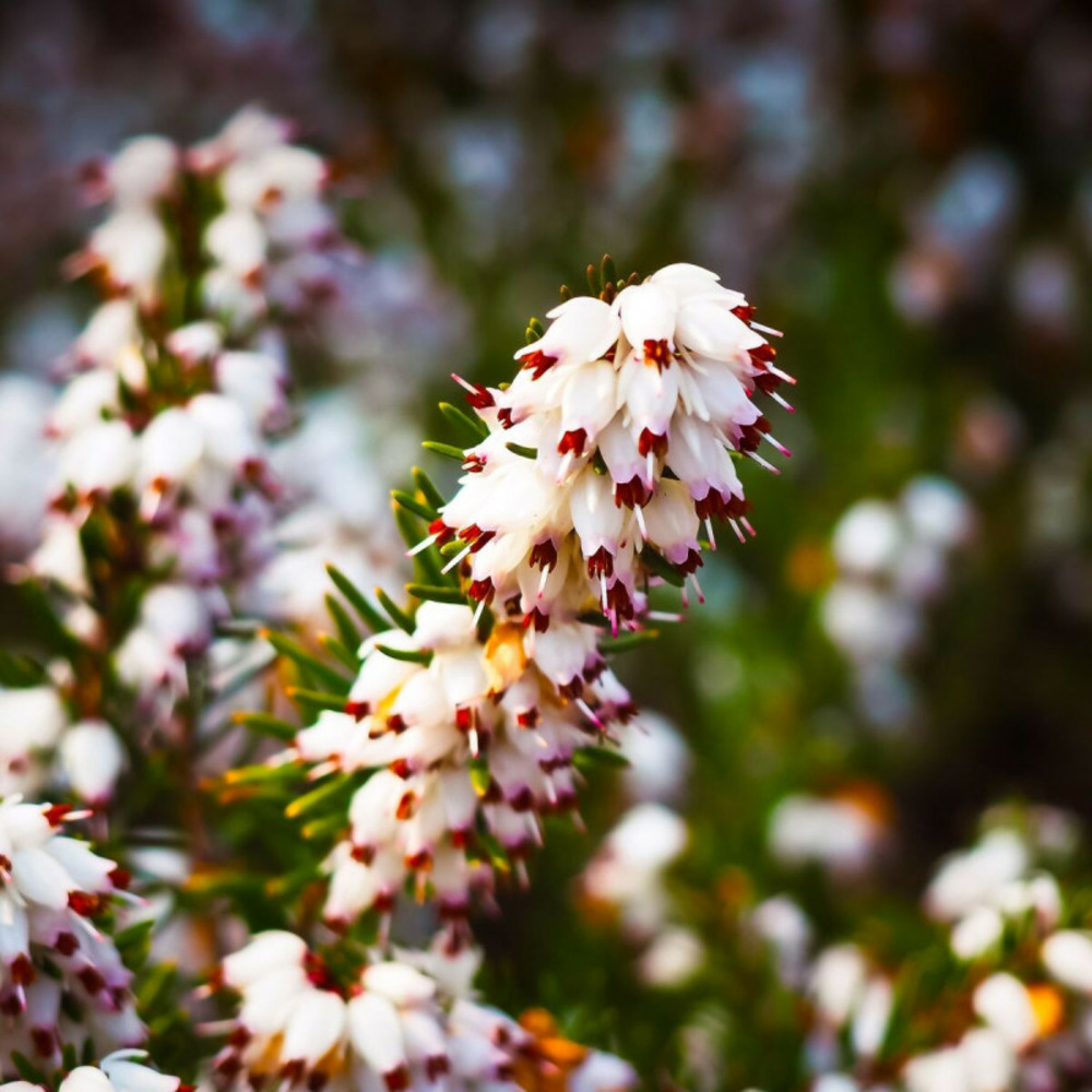 Bruyère d'hiver silberschmelze pot de 3l - 20/40 cm