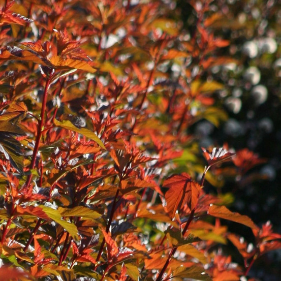 Physocarpus diable d'or® 'mindia', physocarpe pot de 3l - 40/60 cm