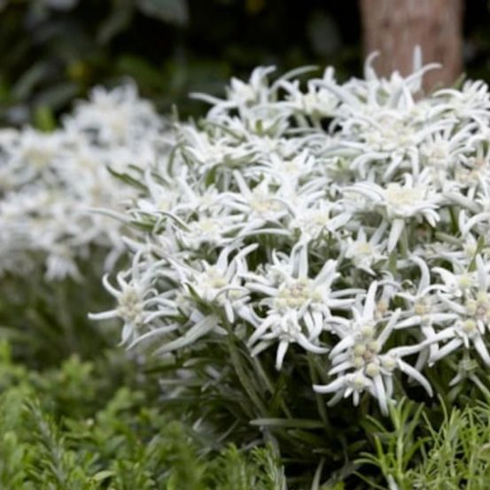 Edelweiss des alpes blossom of snow 'berghman' godet - 5/20 cm