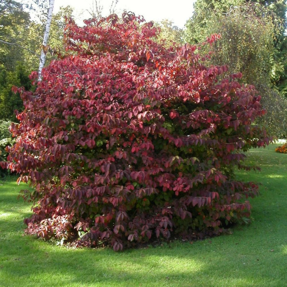 Viorne de chine kilimandjaro® sunrise 'jww5', viburnum pot de 4l - 40/60 cm