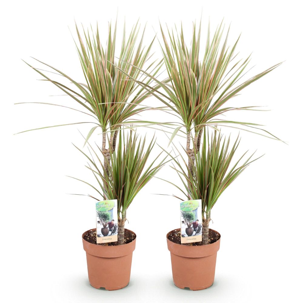 Dracaena marginata bicolor - arbre dragon - lot de 2 plantes - pot de 17cm - hauteur 70-75cm