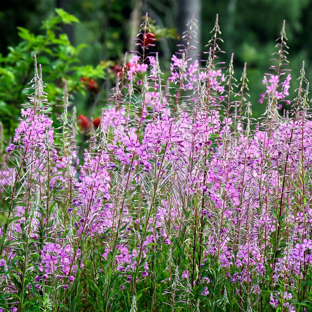 Épilobe - le pot / ø 9cm