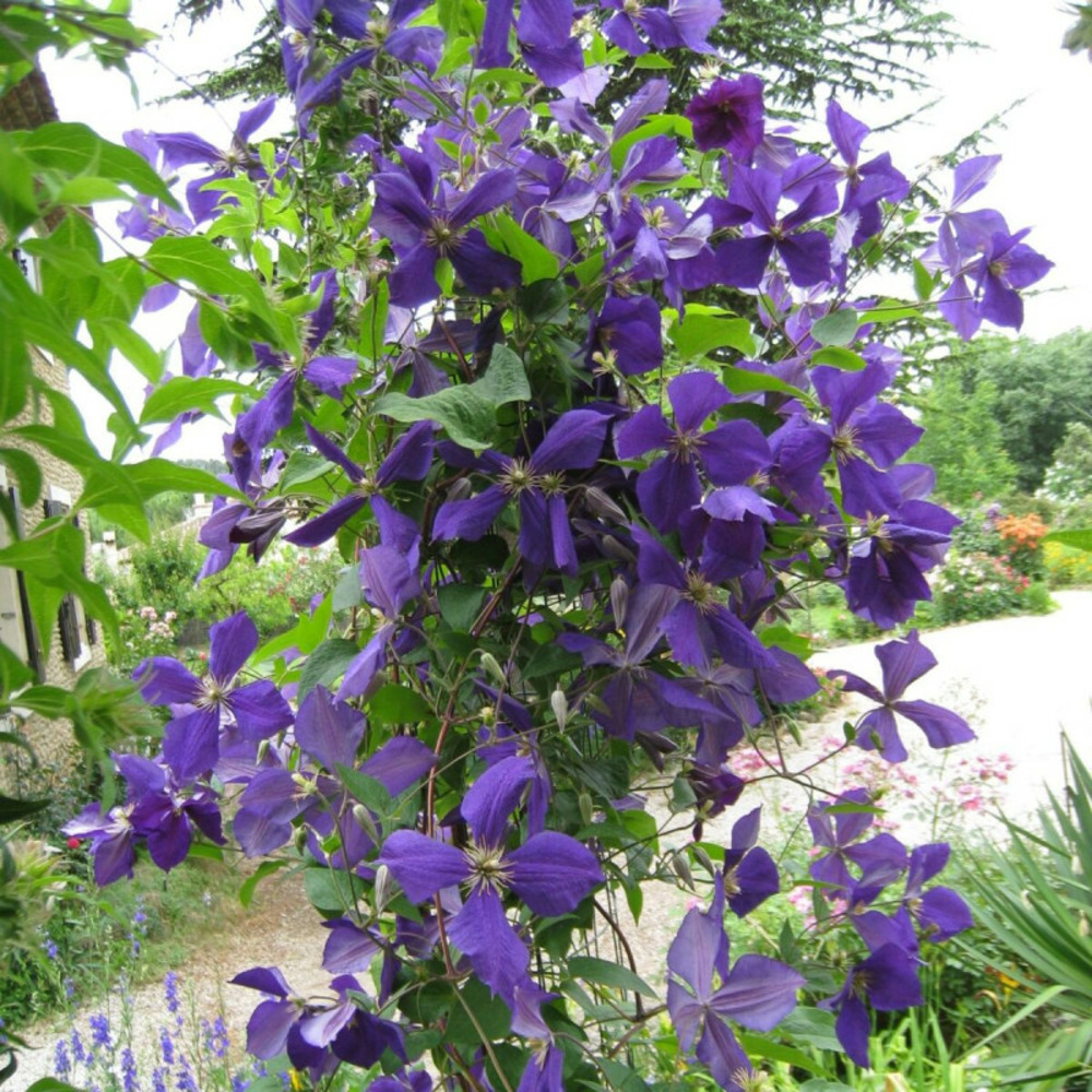 Clématite jackmanii pot de 3l - echelle bambou 60/120 cm