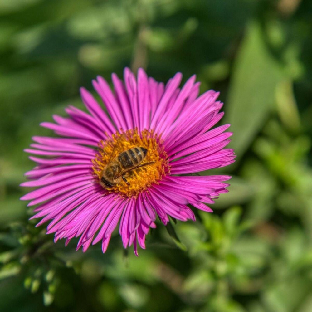 Aster grand d'automne crimson brocade, aster novi-belgii godet - 5/20 cm