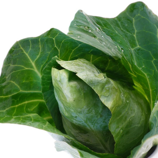 Plants de chou cabus pointu dutchman hf1 barquette de 6 mottes